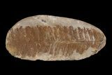 Pecopteris Fern Fossil (Pos/Neg) - Mazon Creek #87716-2